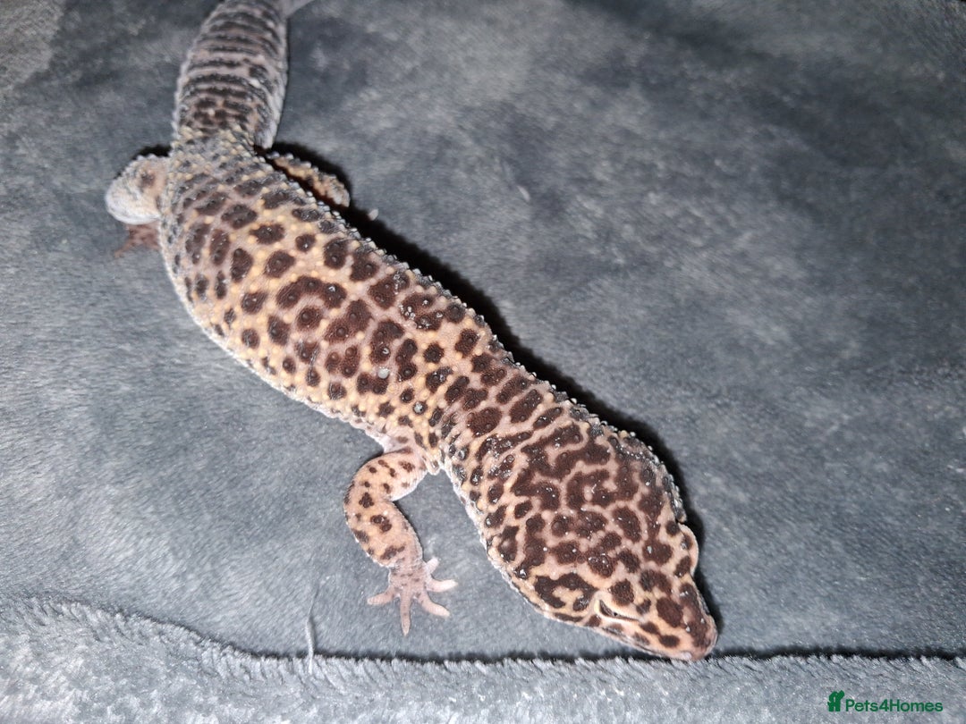 Leopard Gecko reptiles for sale: £20 Leopard geckos - Advert 4