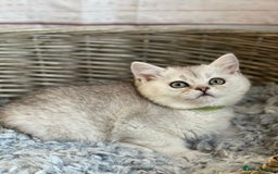British Shorthair cats for sale: British Shorthair Kittens – Golden & Silver Shaded - Image 6