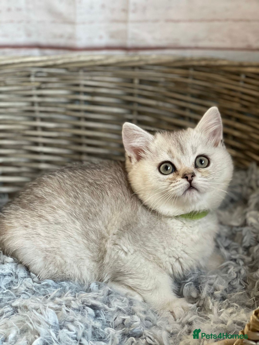 British Shorthair cats for sale: British Shorthair Kittens – Golden & Silver Shaded - Image 6