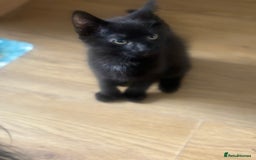 Mixed Breed cats for sale: x2 girl kittens that need to go together - Image 4