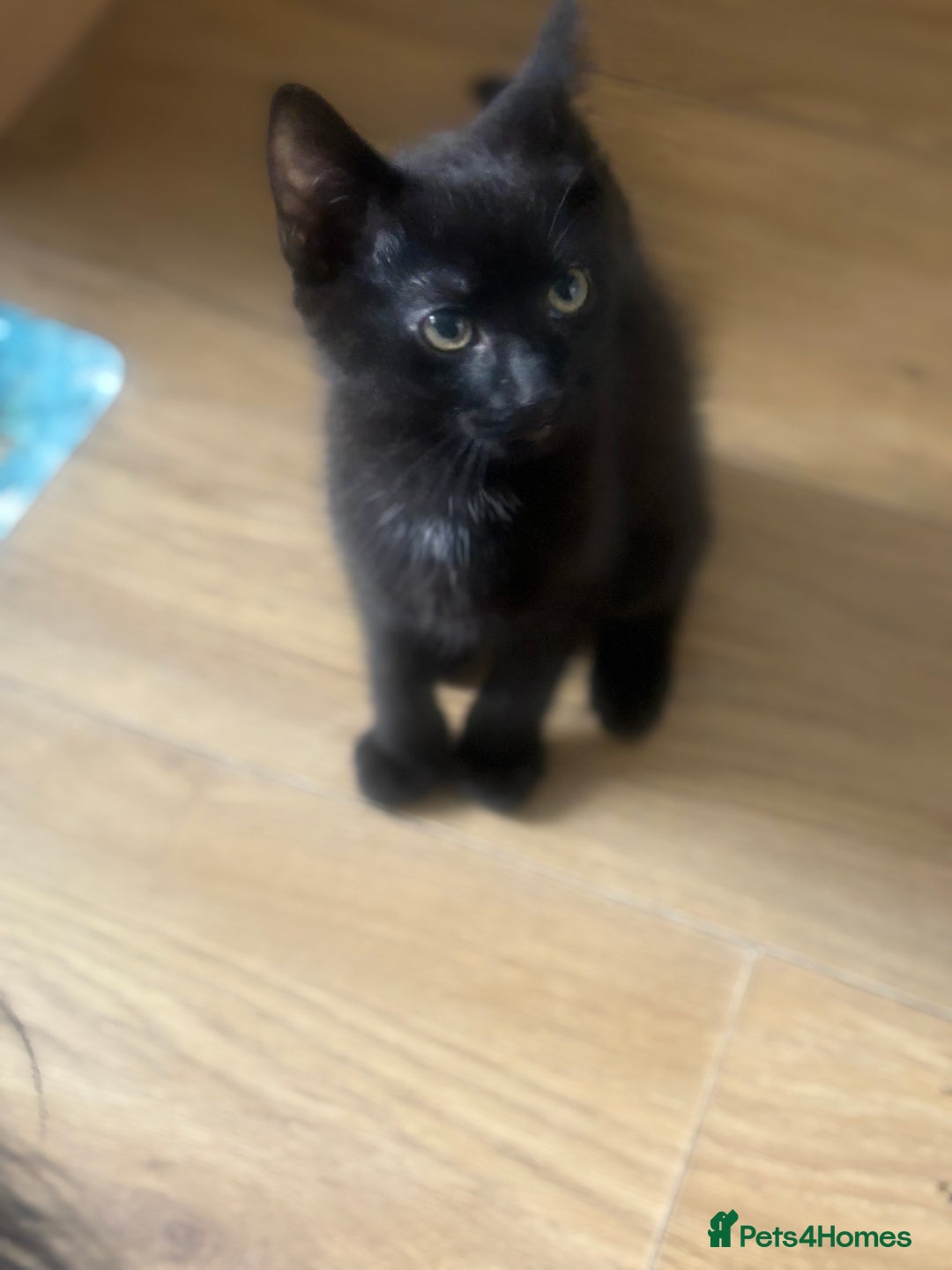 Mixed Breed cats for sale: x2 girl kittens that need to go together - Image 4
