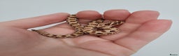 Snake reptiles for sale: Western Hognose babies From £100 - Advert 8