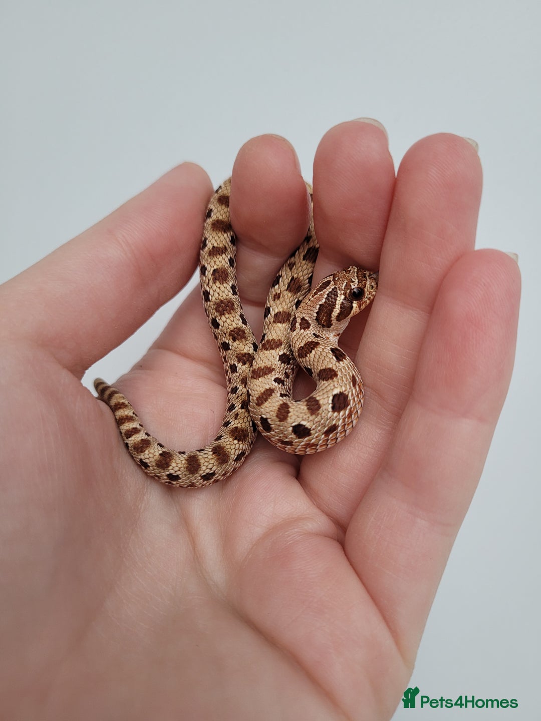 Snake reptiles for sale: Western Hognose babies From £100 - Advert 8