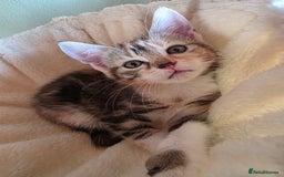 Domestic Shorthair cats for sale: Four sweet little flufflets - Image 9