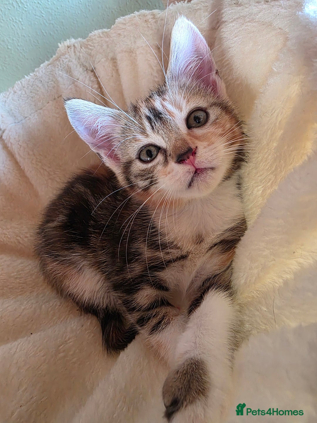 Domestic Shorthair cats for sale: Four sweet little flufflets - Image 9