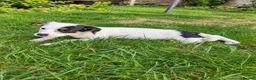Jack Russell dogs for sale: Beautiful Jack Russell Puppies for sale 💙🐶🐾 - Advert 3