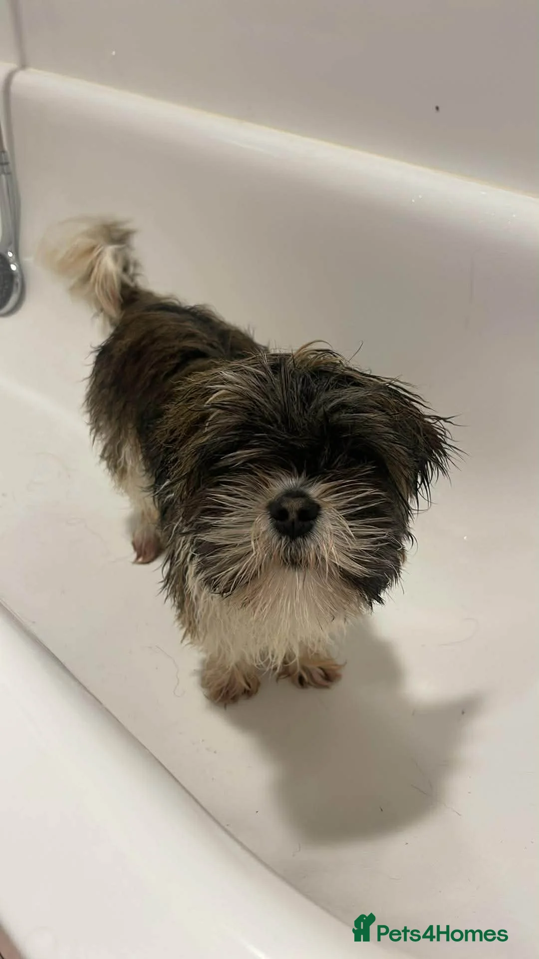 Shih Tzu dogs for sale: Lilly 7 month old girl  - Advert 2