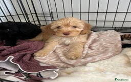 Cockapoo dogs for sale:  Cockapoo puppies ready now only 1 available  - Image 40