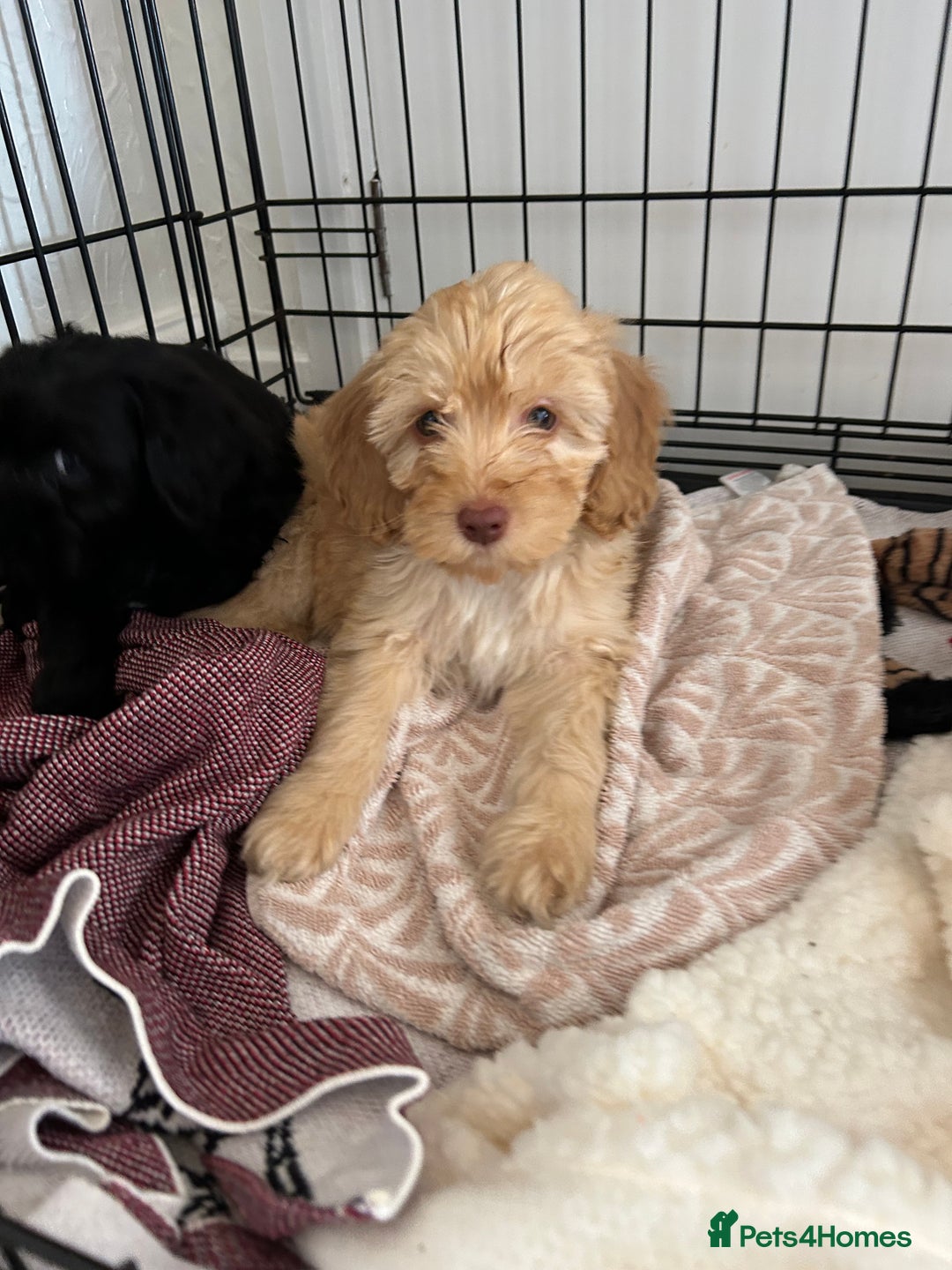 Cockapoo dogs for sale:  Cockapoo puppies ready now only 1 available  - Image 40