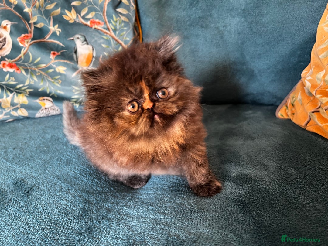 Persian cats for sale: Beautiful Persian Brother & 2 Sisters Available  - Image 13
