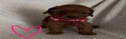 Cavapoo dogs for sale: F1 Cavapoo Puppies. 2 Boys 3 Girls 🐶🐾 - Advert 3