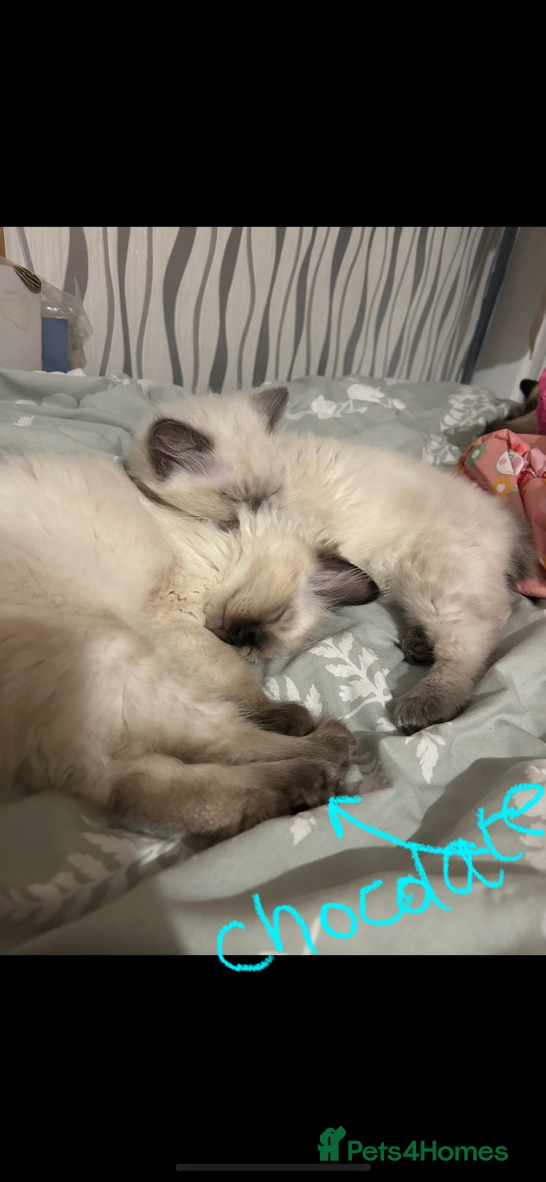 Ragdoll cats for sale: Ragdoll kittens - male - Advert 23