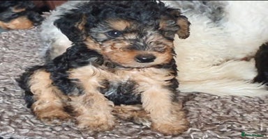 Mixed Breed dogs - Advert 4