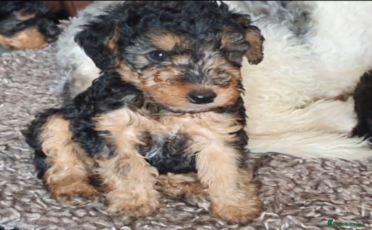 Mixed Breed dogs - Advert 1