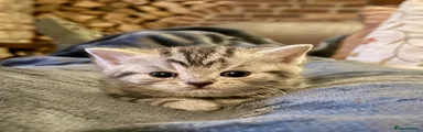 British Shorthair Kitten 1
