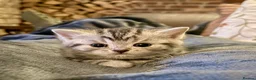 British Shorthair cats for sale: Stunning British Shorthair Kittens  - Advert 16