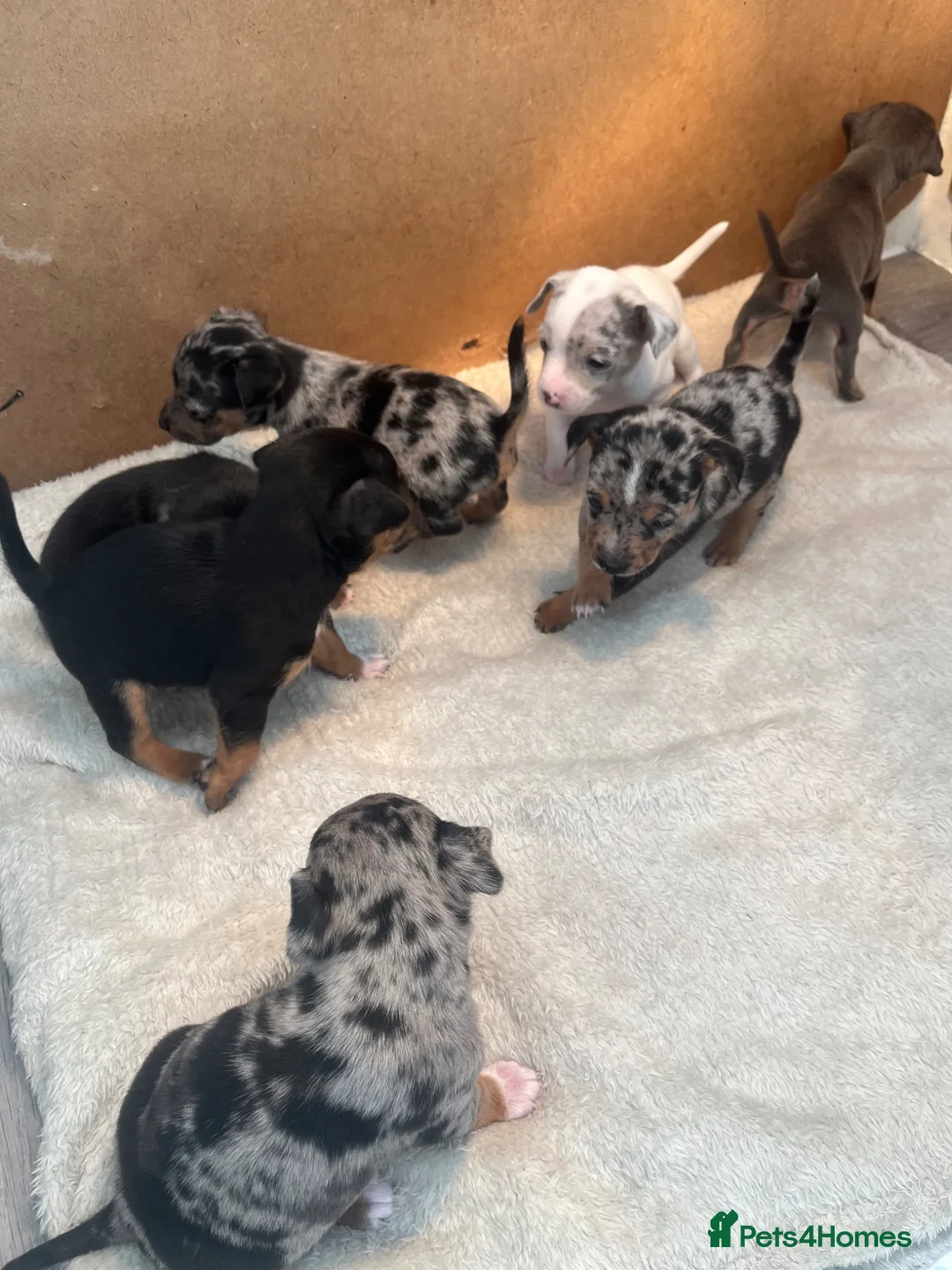Jack Russell dogs for sale: Blue/merle Jackrussle puppies  - Advert 2