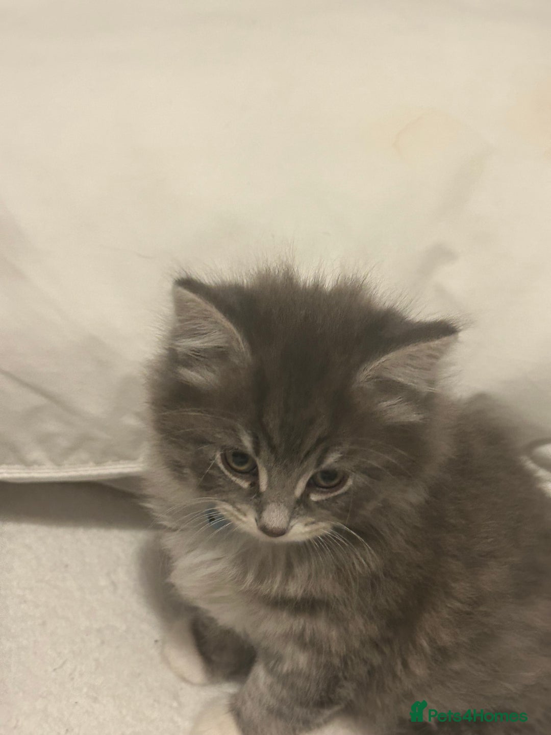 Mixed Breed cats for sale: Mixed breed - Advert 12