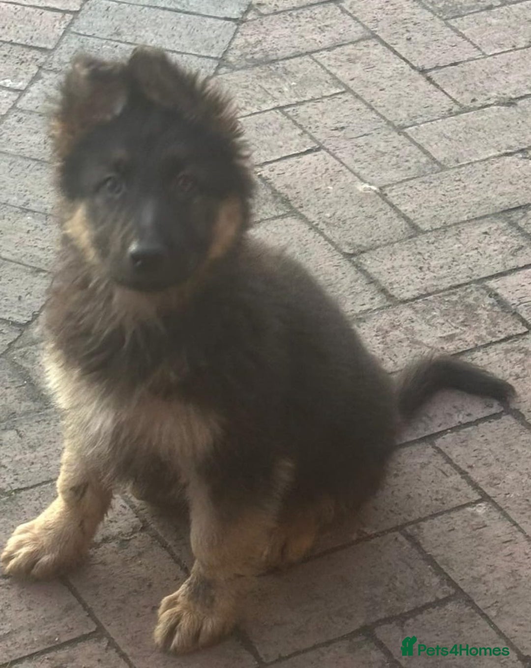 German Shepherd dogs for sale: Kc registered German Shepard pups - Advert 5