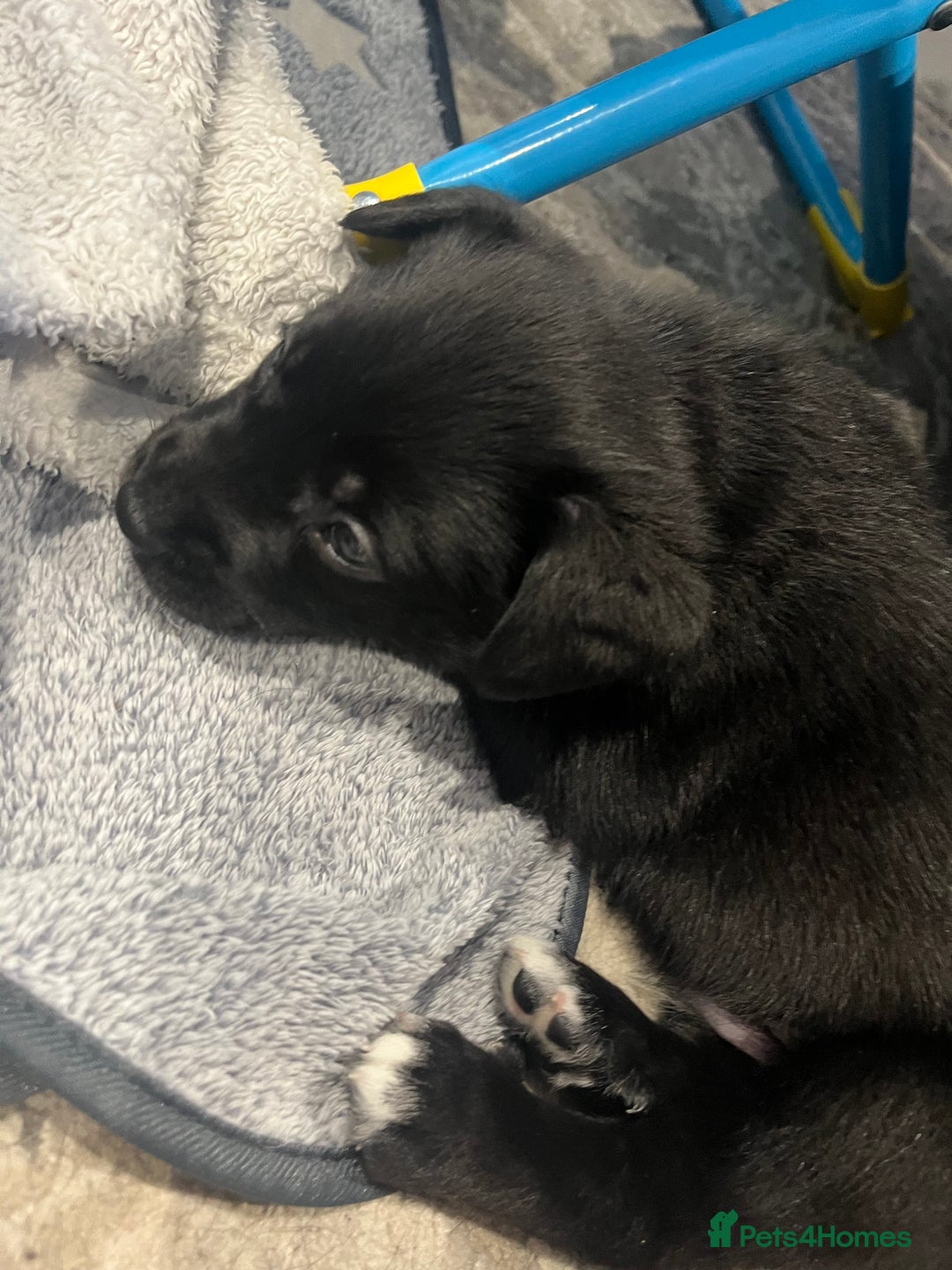Mixed Breed dogs for sale: Spaniel/siberian Huskey puppies  - Image 6