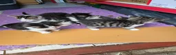 Mixed Breed cats for sale: 5 kittens and adult cat sale. Adult cat £50  in Ipswich - Advert 25