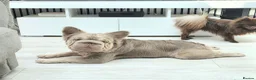 French Bulldog dogs for sale: FRENCH BULLDOG fluffy Isabella  - Advert 7