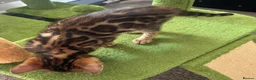 Bengal cats for sale: Pure bred Glitter Coat Bengal Kittens  - Advert 8