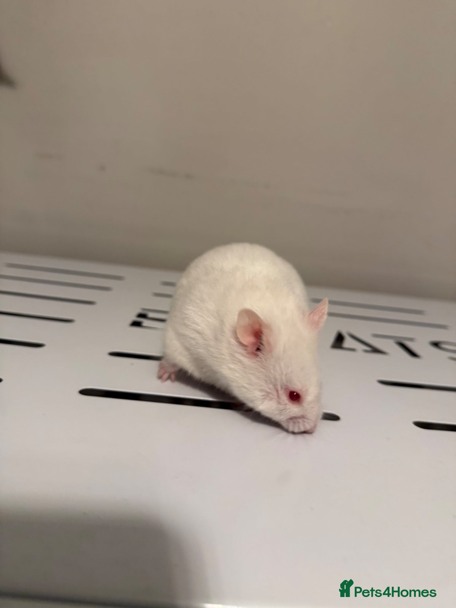 Hamster rodents for sale: Stunning White Syrian Hamster - Advert 4