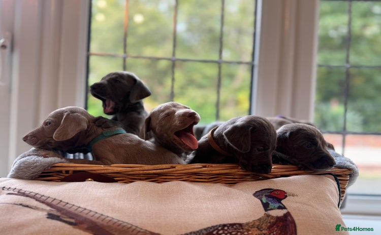 Weimaraner dogs - Advert 16