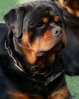 Rottweiler dogs - Advert 6