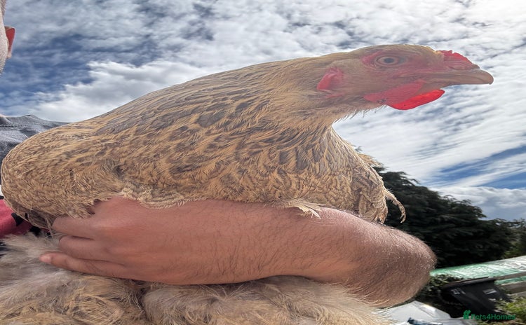 Chickens poultry - Advert 4