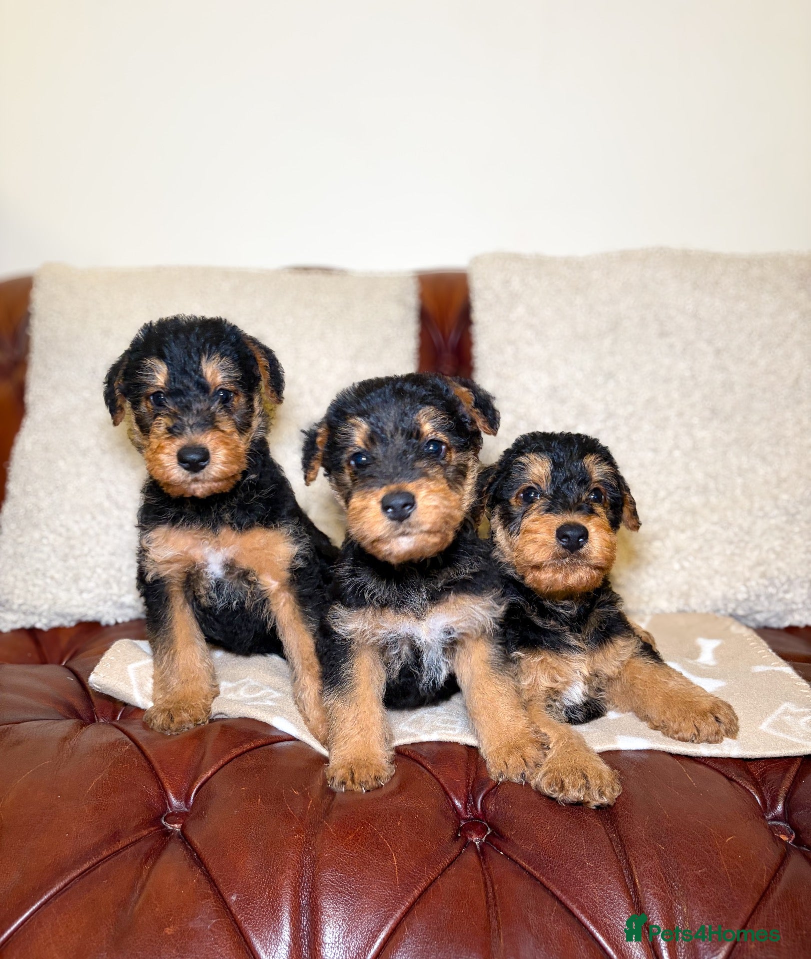 Airedale Terrier dogs for sale: 💕 QUALITY FRIENDLY KC AIREDALE TERRIERS 💕 - Advert 1