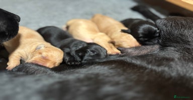 Labrador Retriever dogs - Advert 15
