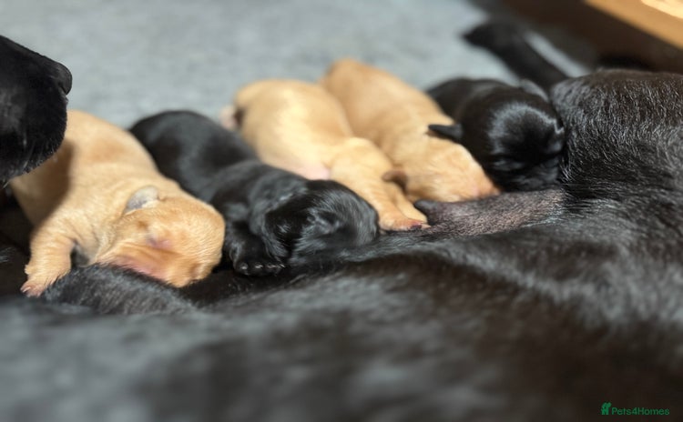 Labrador Retriever dogs - Advert 4