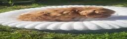 Mixed Breed dogs for sale: Stunning little cockerpoo lookalike boys  - Advert 14