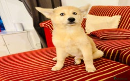 Pomsky dogs for sale: ✨ Adorable Blue-Eyed Pomsky 🐾 Pups, 16 Weeks Old - Image 33