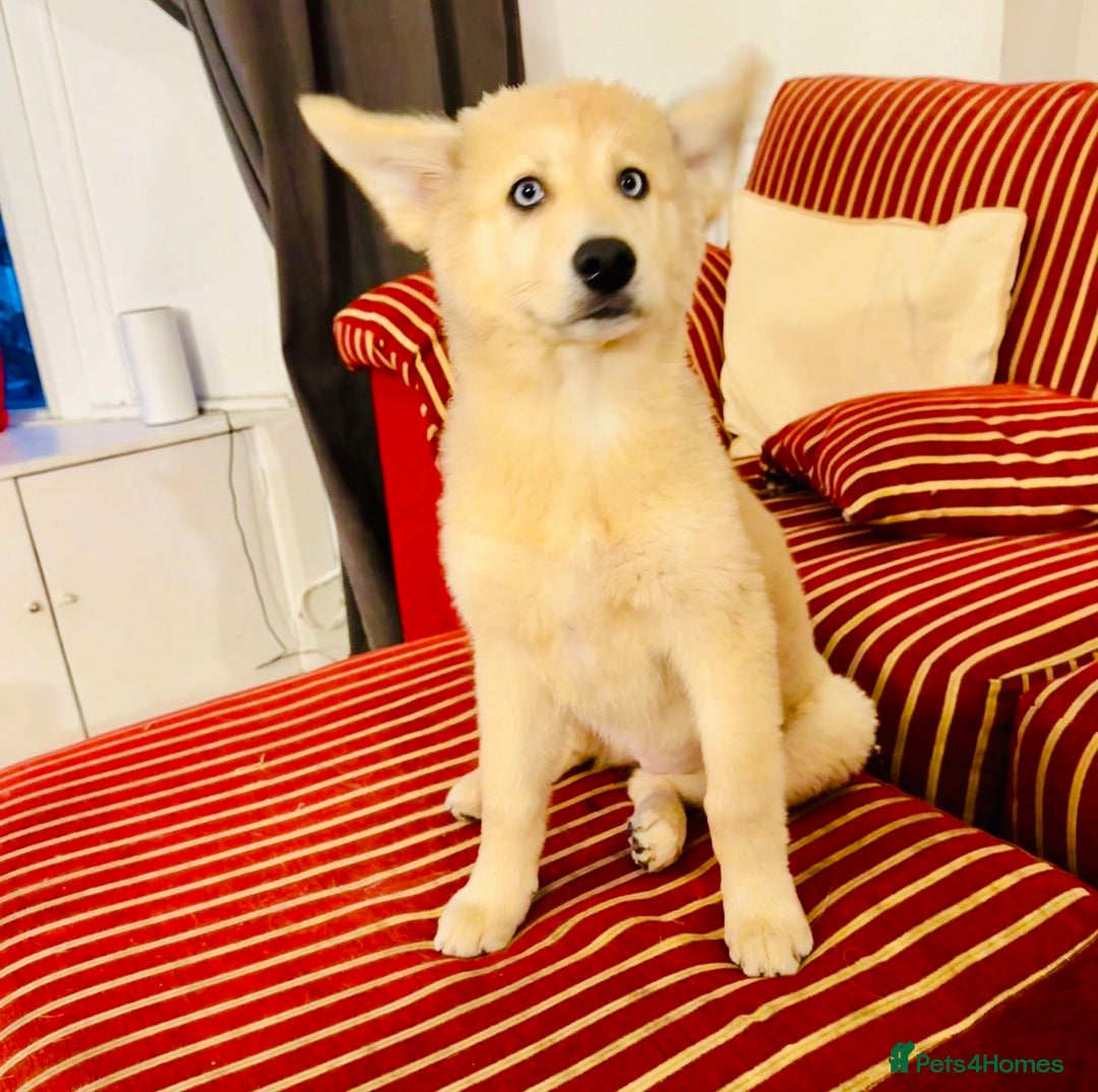 Pomsky dogs for sale: ✨ Adorable Blue-Eyed Pomsky 🐾 Pups, 16 Weeks Old - Image 33