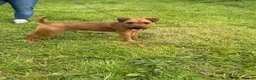Mixed Breed dogs for sale: Male Lakeland  - Advert 5