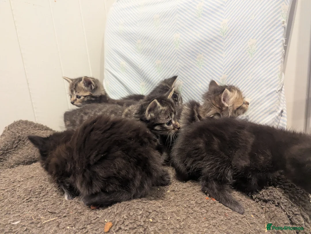 Mixed Breed cats for sale: Beautiful kittens ready for new homes 16th April  - Advert 16