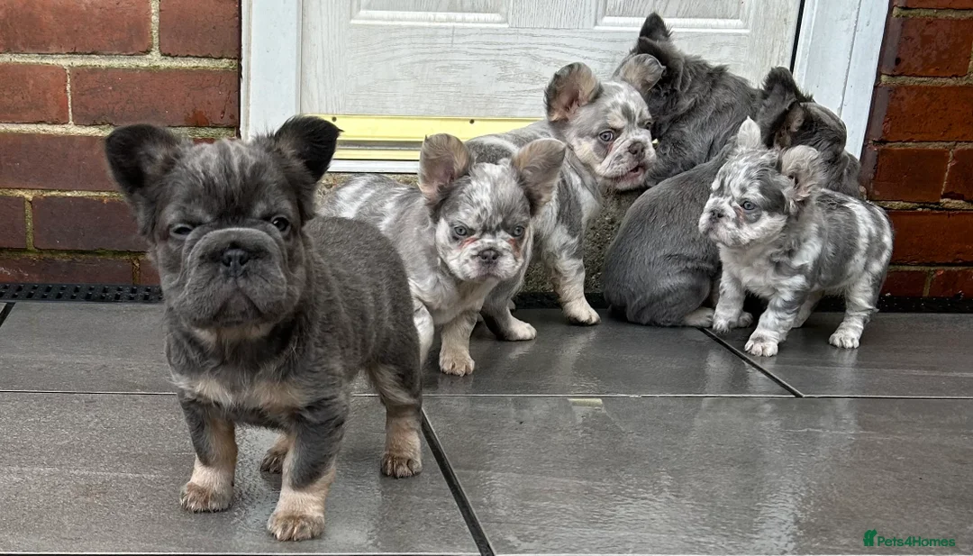 French Bulldog dogs for sale: Fluffy French bulldogs  ** s carrying pink - Advert 16