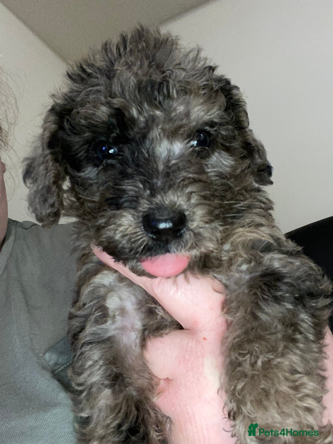 Toy Poodle dogs for sale: Beautiful Toy Poodle Pups  - Advert 3