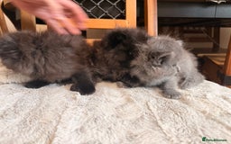 Ragdoll cats for sale: Adorable Ragdoll Kittens  - Image 3