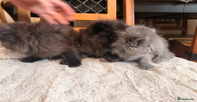 Ragdoll cats - Advert 10