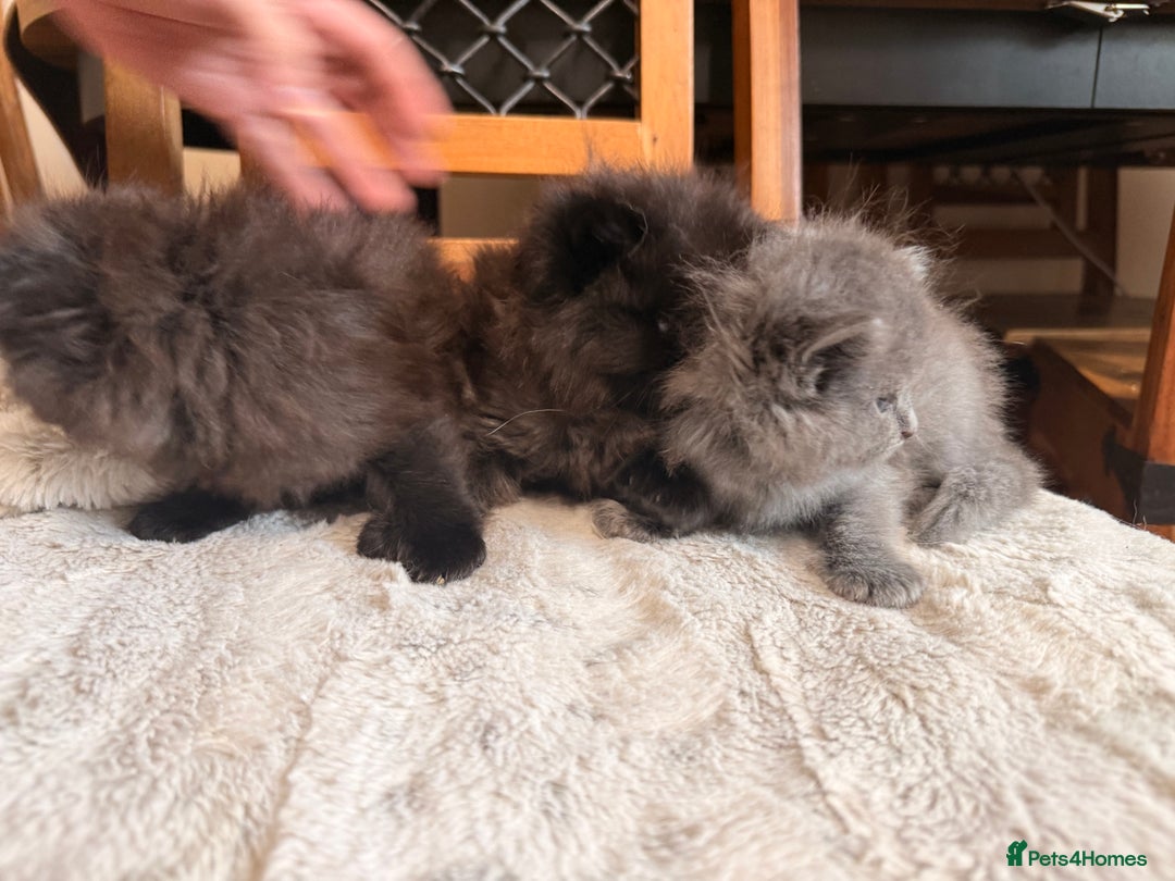 Ragdoll cats for sale: Adorable Ragdoll Kittens  - Image 3