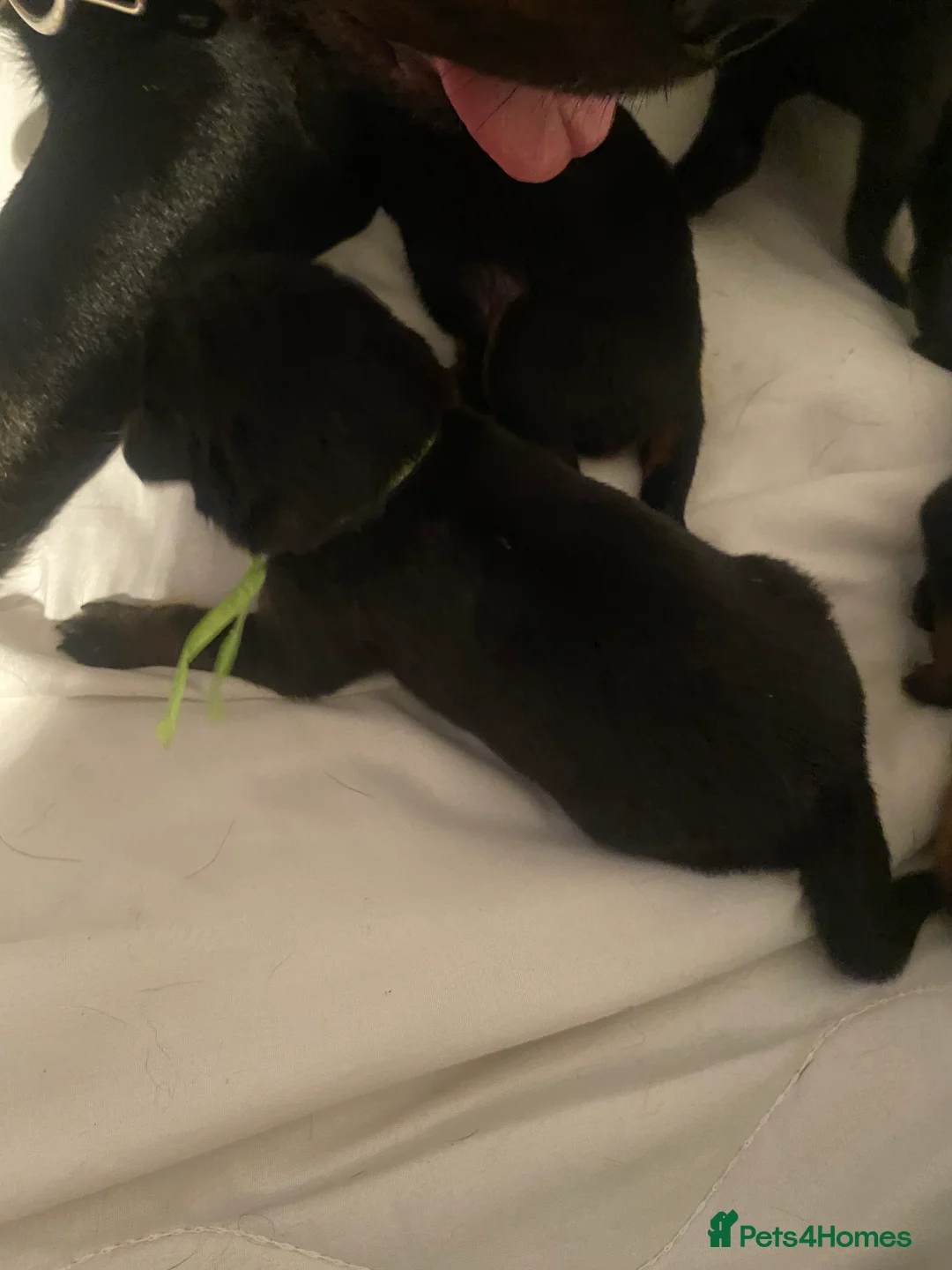 Rottweiler dogs for sale: Germany and America Rottweiler mix - Advert 12