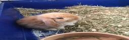 Mini Lop rabbits for sale: Mini lop baby bunnies - Advert 3