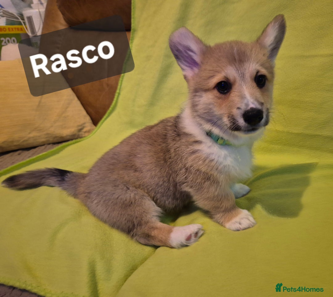 Welsh Corgi Pembroke dogs for sale: 8  Wales Pembroke Corgi puppy's - Advert 18