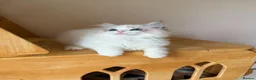 Ragdoll cats for sale: Adorable Ragdoll Kittens - 12 Weeks, Ready Now - Advert 13