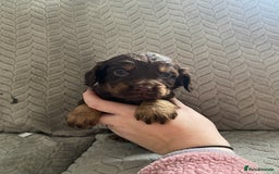 Cocker Spaniel dogs for sale: Working cocker spaniel puppies  - Image 18