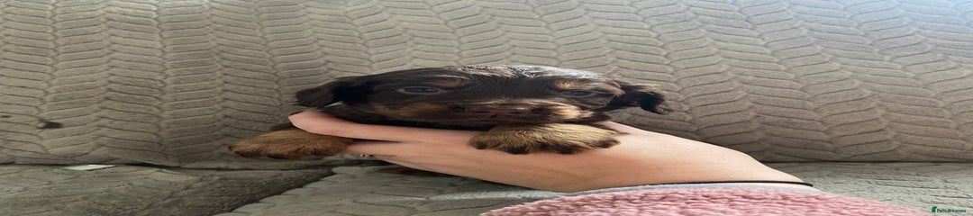 Cocker Spaniel Puppy 7